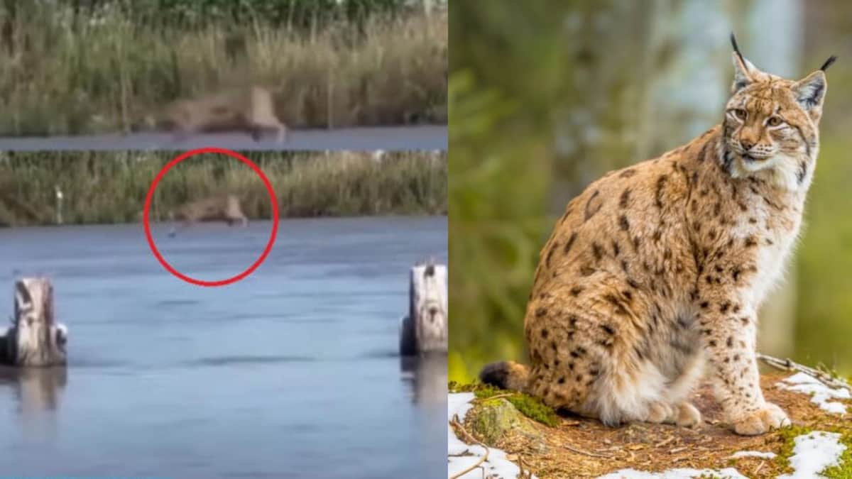 Captan en Campeche a lince cruzando un puente con gran agilidad para evitar caer a un lago