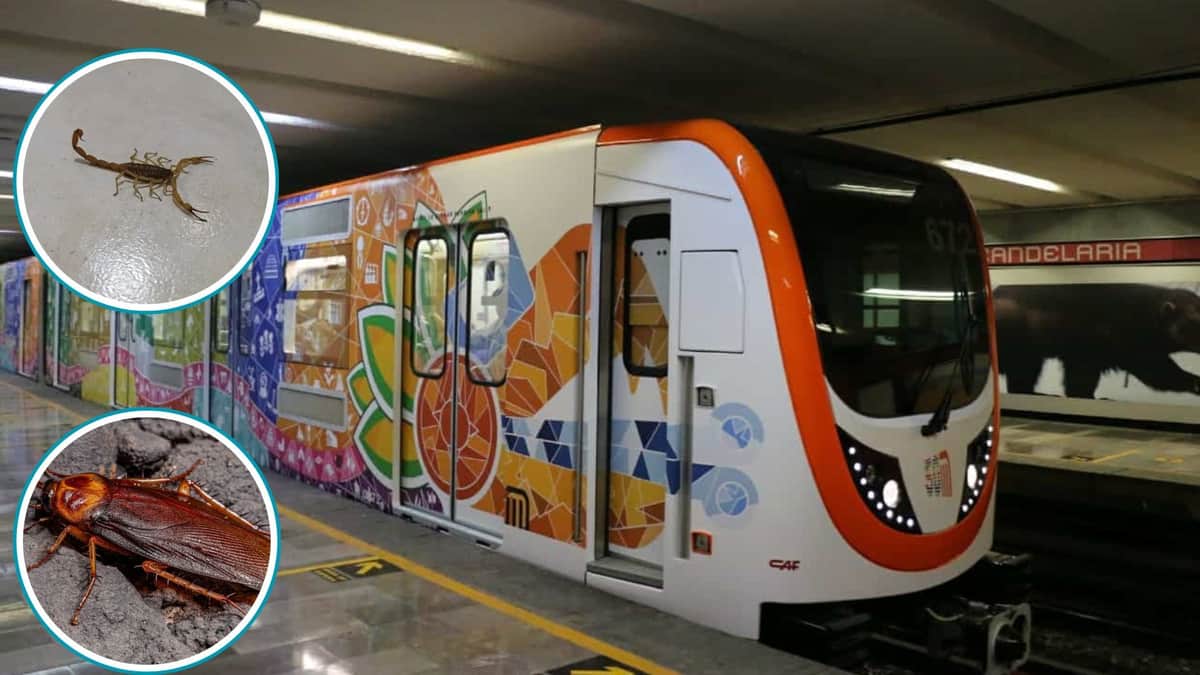 Reportan presencia de alacranes y cucarachas dentro de los vagones del metro de la CDMX