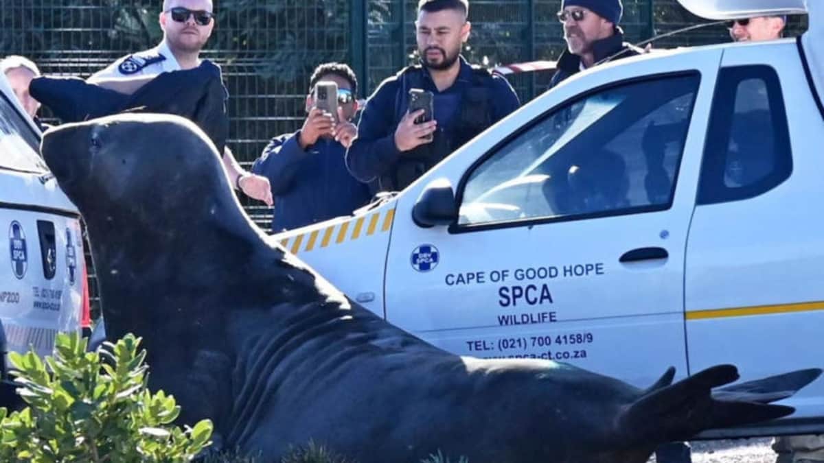 Video: Hallan a elefante marino recorriendo las calles de Ciudad del Cabo en Sudáfrica
