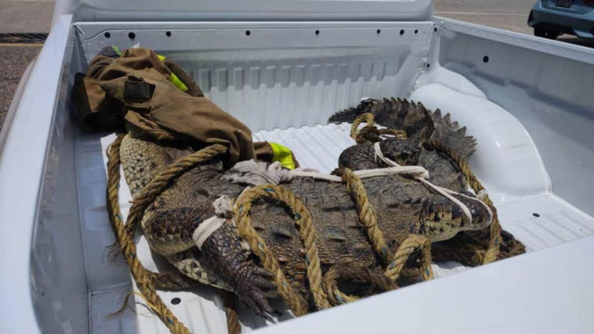 Capturan cocodrilo de 2.5 metros de largo en Acapulco