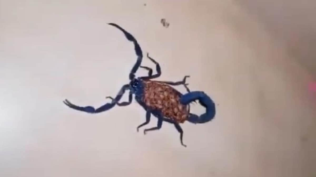 Extraño alacrán azul es captado en Coahuila y sorprende a internet