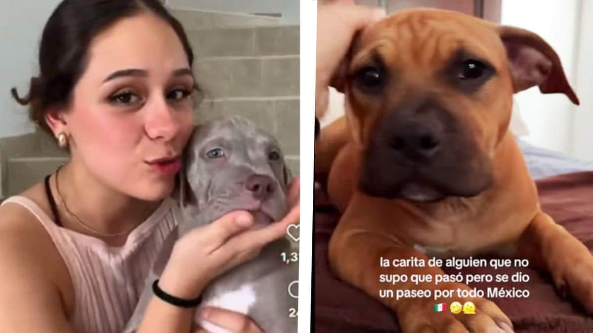 Mujer viaja con su mascota a Mérida, Yucatán pero aerolínea le entrega al perro equivocado