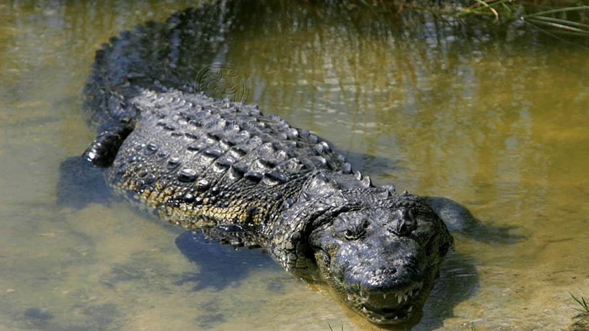 Niño es atacado por un cocodrilo mientras nadaba en un manglar en Nayarit