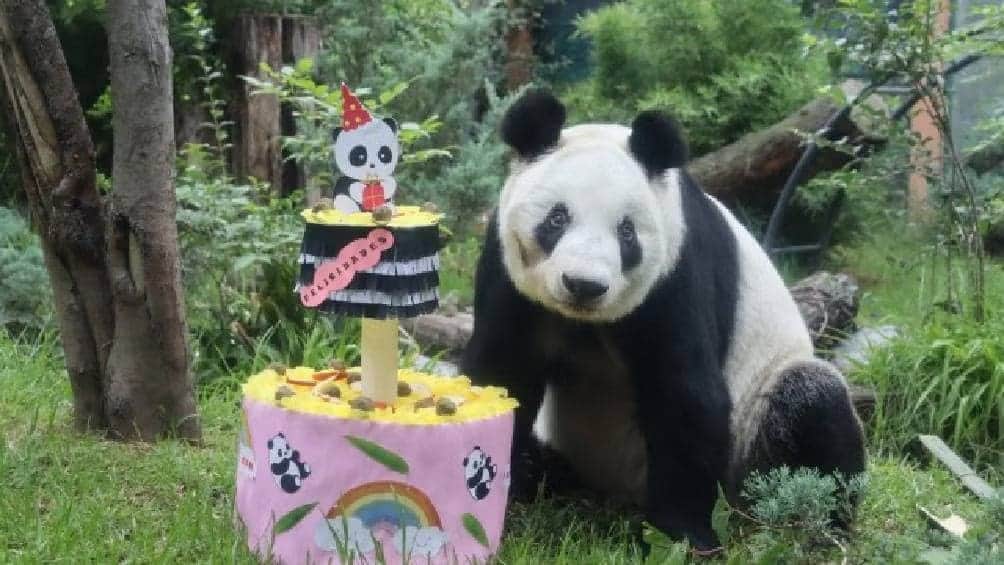 Cumple 35 años la única panda gigante que hay en México y Latinoamérica