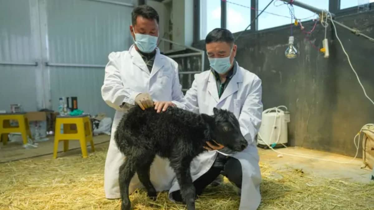 Logra China clonar al primer yak del mundo