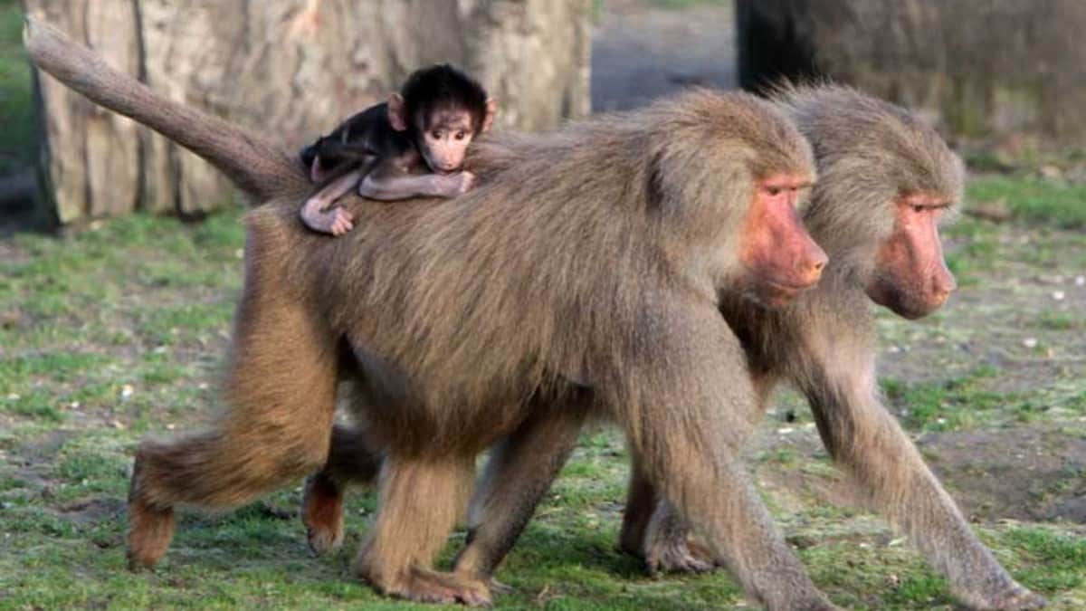 Sacrifican a 12 babuinos de un zoológico por falta de espacio en Alemania