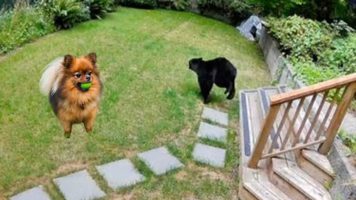 Video: Oso es ahuyentado de una casa por un perrito Pomerania en Canadá