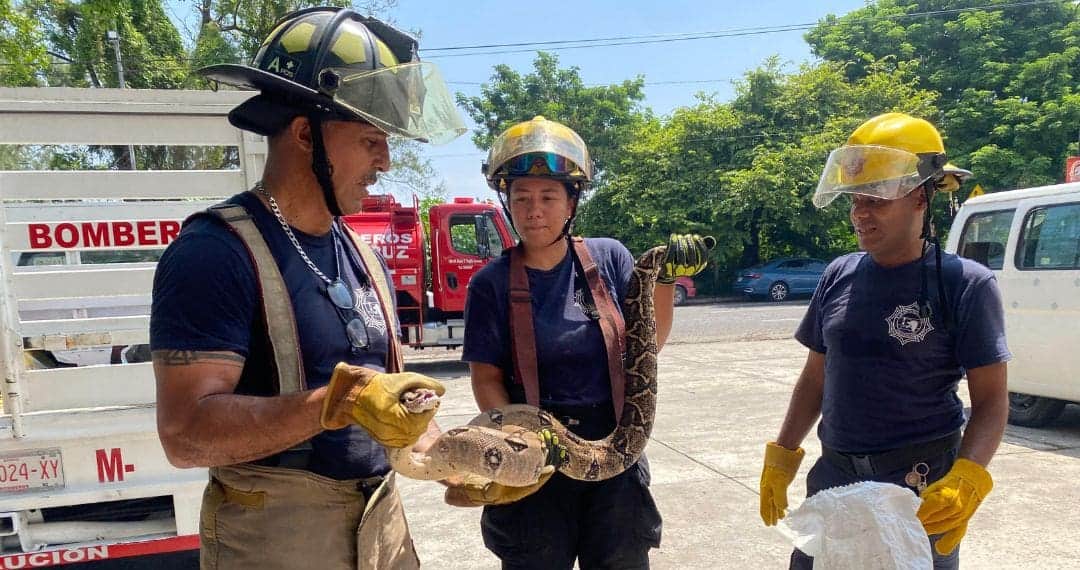 Bomberos capturan boa constrictor de 2 metros que intentaba comer un gatito en Veracruz
