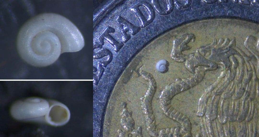 Descubren a caracol tan pequeño que cabe entre granos de arena en Coahuila