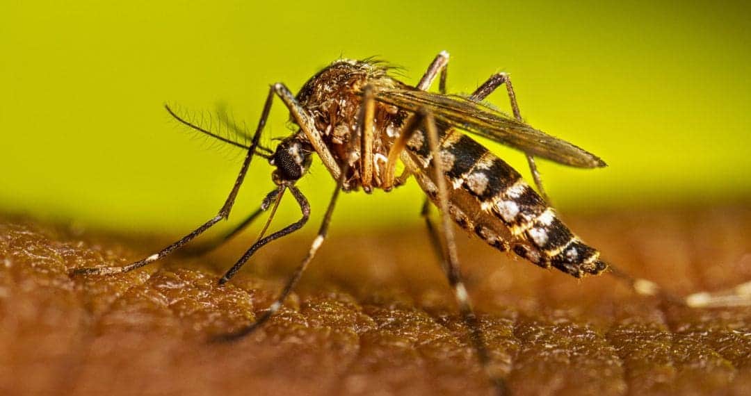 Dengue sigue en aumento en México; reportan 375 casos nuevos en una semana