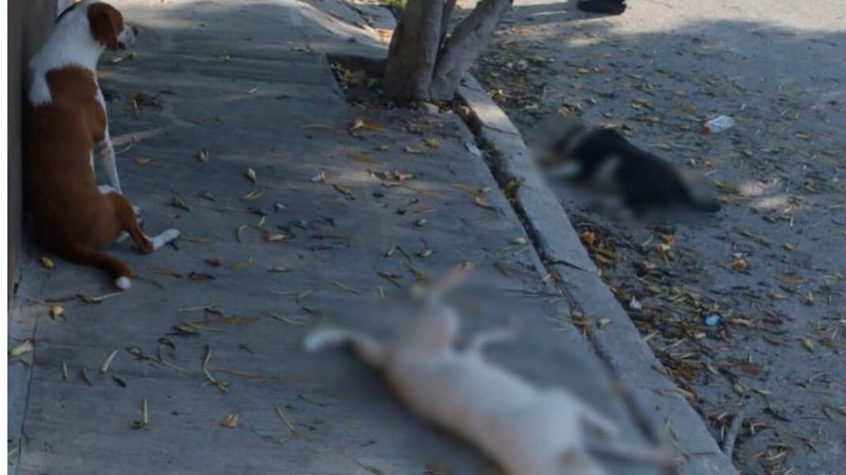 Vecinos denuncian envenenamiento masivo de mascotas en Yucatán; amanecen cuatro perros y un gato sin vida