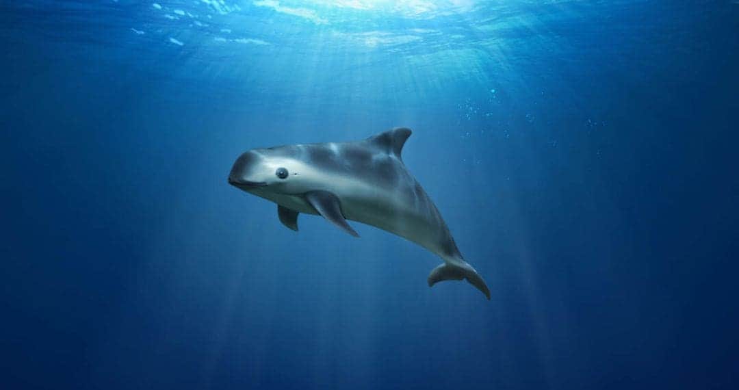 Alertan sobre la extinción de la vaquita marina en México; sólo quedan entre seis y ocho ejemplares