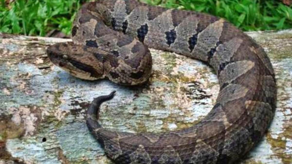 Niña de seis años es atacada por una serpiente nauyaca en Felipe Carrillo Puerto, Quintana Roo