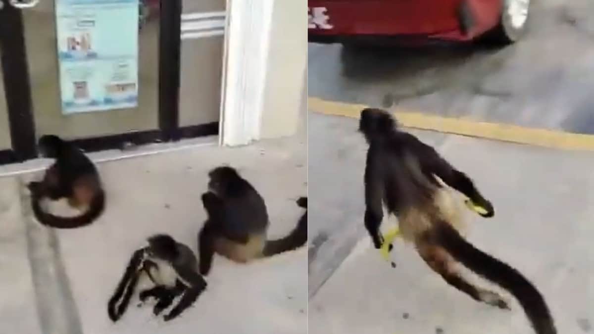 Video: Monos araña acechan la entrada de una tienda de autoservicio en busca de comida