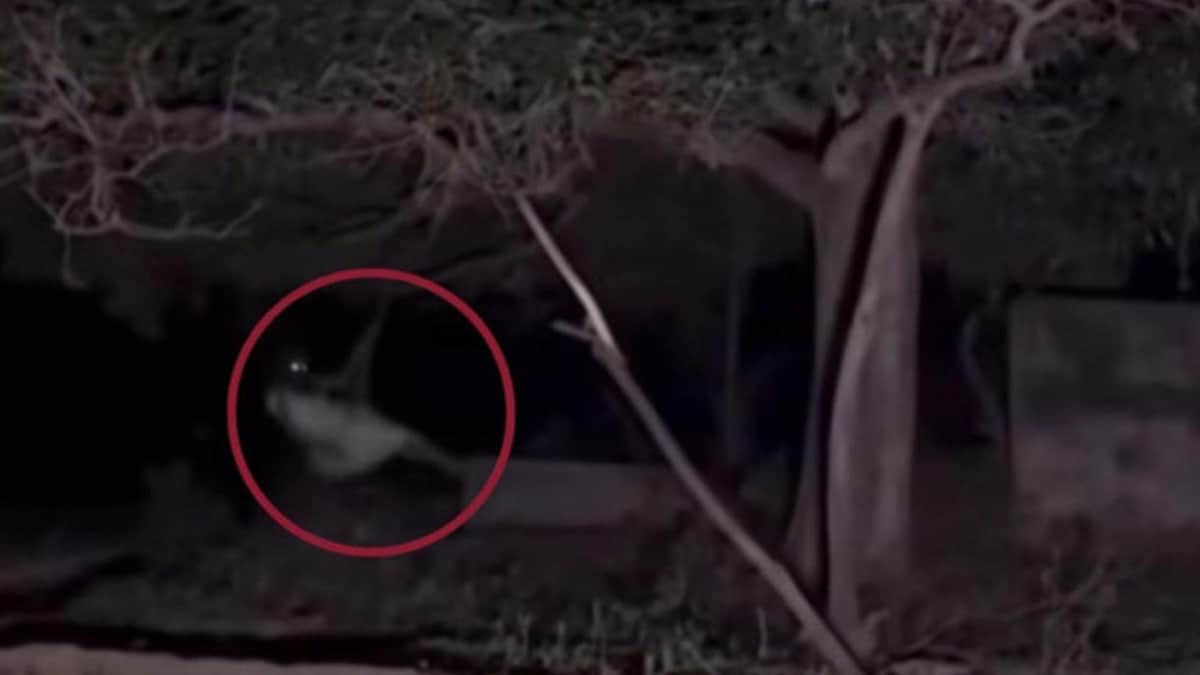 Video: Captan a supuesta bruja columpiándose sobre un árbol en México