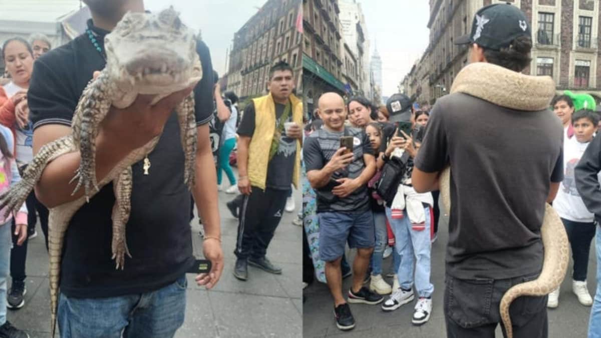 Video: Sujetos son detenidos por exhibir animales exóticos en el Zócalo de la CDMX