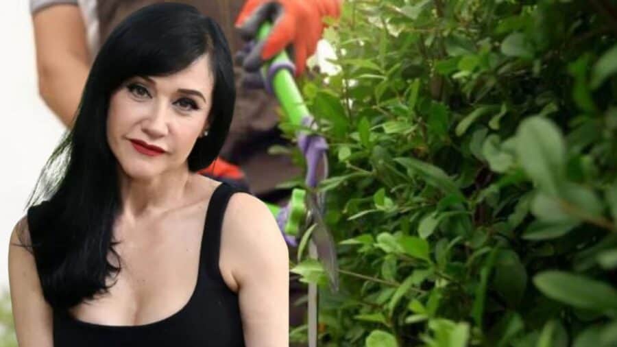 Detienen a jardinero de Susana Zabaleta por cortar las ramas de un árbol en CDMX