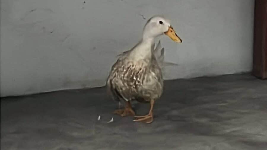 Buscan dar en adopción a un pato que se quedó sin su pareja tras ser atacada por perros en Tampico, Tamaulipas