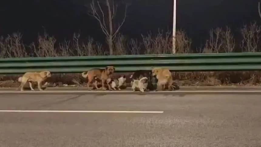 Video: Perros escapan de traficante y recorren 17 kilómetros para volver a casa en China