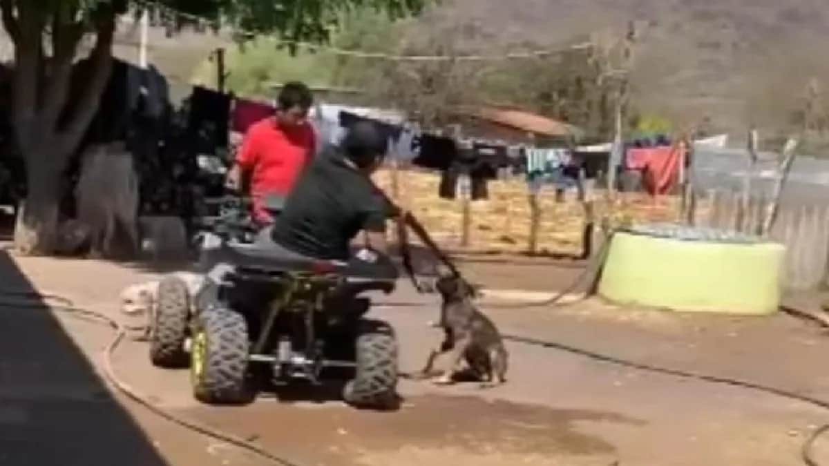 Video: Sujeto mata a balazos a un perrito en Guerrero