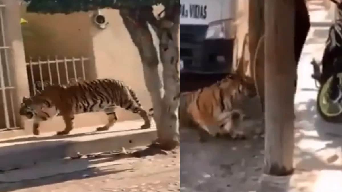 Video: Tigre pasea por calles de Tecuala, en Nayarit
