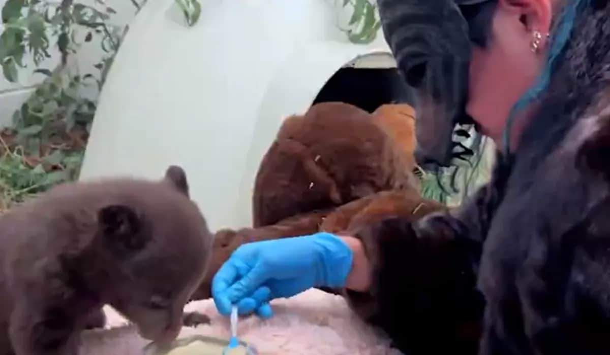 Video: Empleado se disfraza de oso para atender a cachorros huérfanos en Estados Unidos