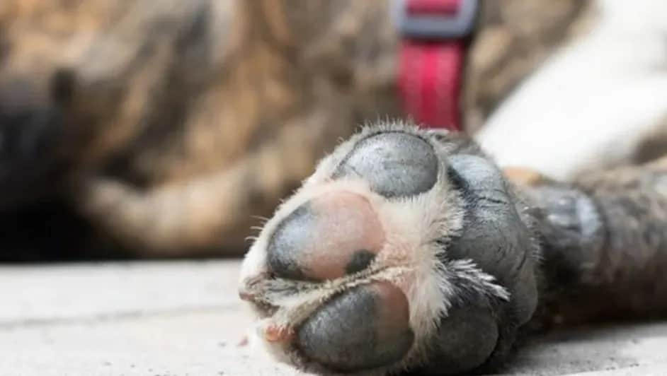 Mueren envenenados ocho perros callejeros en Torreón, Coahuila