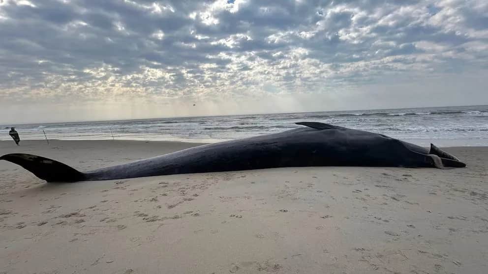 Hallan muerta a una ballena de 12 metros en una playa de Nueva York