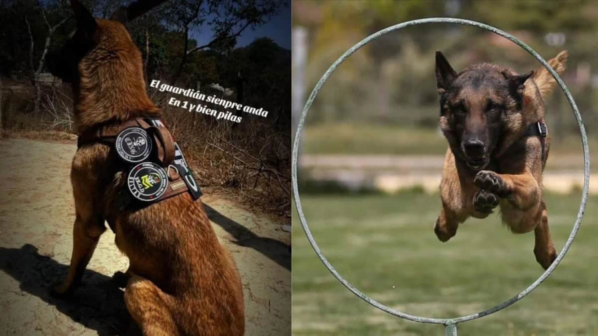 CJNG entrena binomios caninos para la detección de explosivos