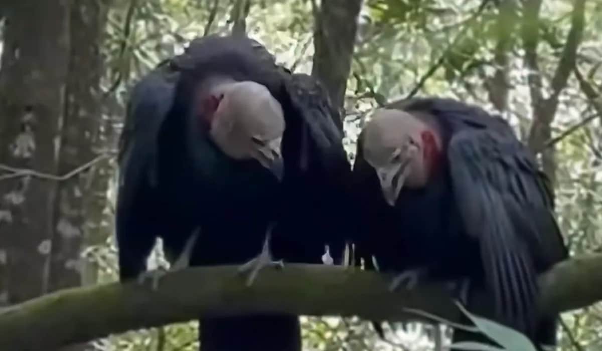 Video: Internautas se asustan con nahuales hechos con IA