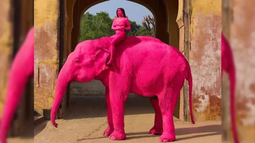 Muere elefante luego de haber sido pintado de rosa por fotógrafa en India