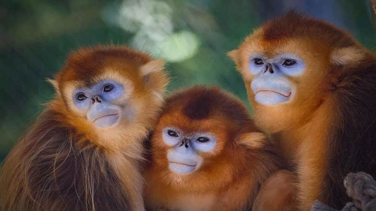 Nace cría de mono dorado, una especie en peligro de extinción en Bélgica