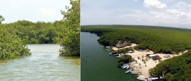 BORDEAN LA COSTA DE LA PENÍNSULA: Ventilan red de tráfico de pepino de mar a través de la laguna Chacmuchuc y Cancún