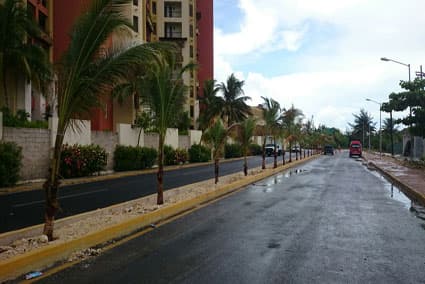 Tareas de reforestación, sin descanso