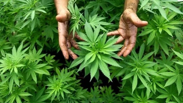 Te agarró la policía con “mota” ¡Aquí te decimos qué hacer!