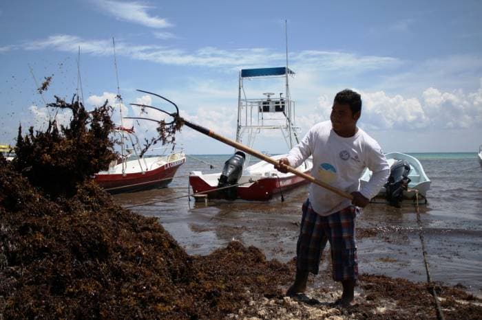 Reportan disminución de recale de sargazo