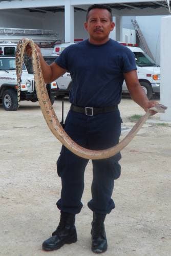Buzos capturan una boa en el agua