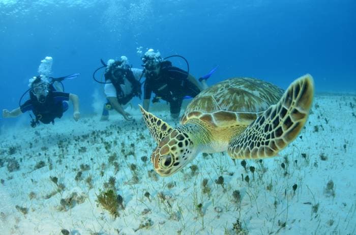 Falta promoción del buceo en Cancún