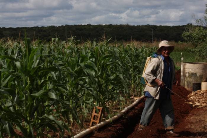 Q. Roo, entre los primeros 10 productores de maíz