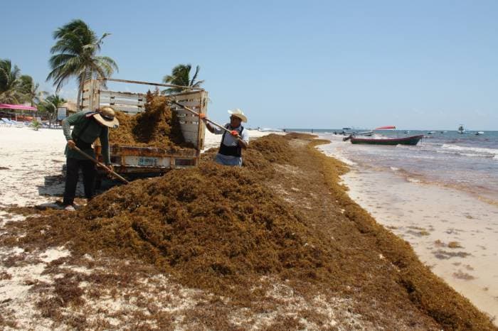 'Arremete' el sargazo contra las playas de Tulum