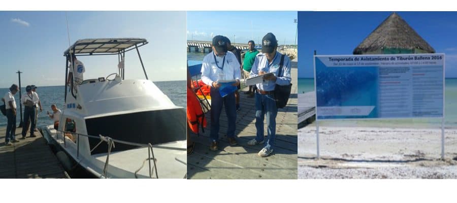 Regula Profepa nado con Tiburón Ballena