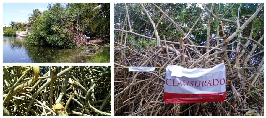 Clausura Profepa predio en Bahía Kantenah, Puerto Aventuras