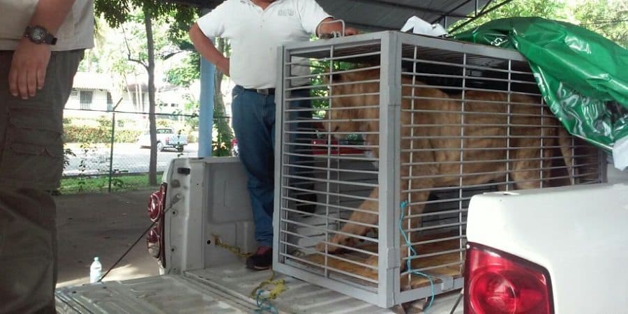 TRASLADA PROFEPA A LEÓN AFRICANO DE LA CIUDAD DE CHETUMAL, QUINTANA ROO A PACHUCA, HIDALGO