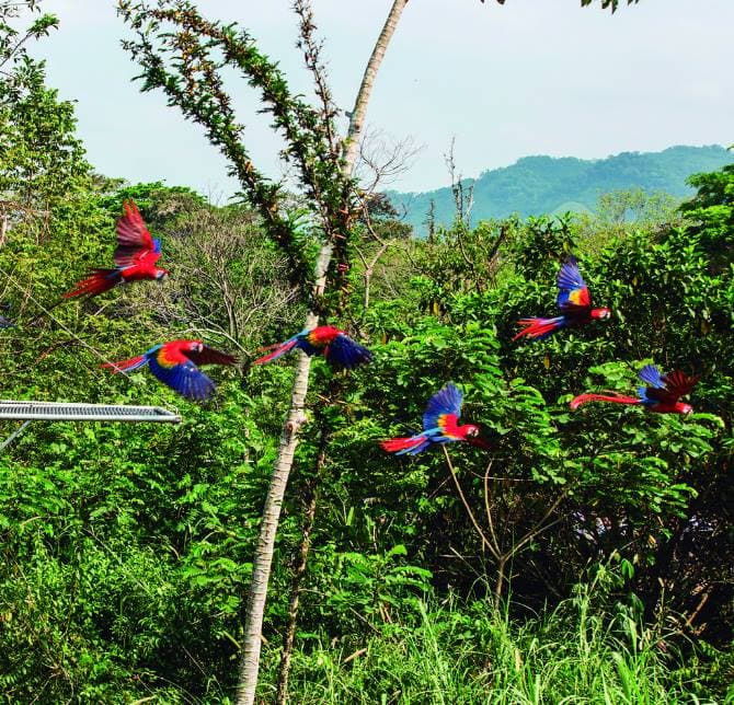 Liberará Xcaret a 134 guacamayas