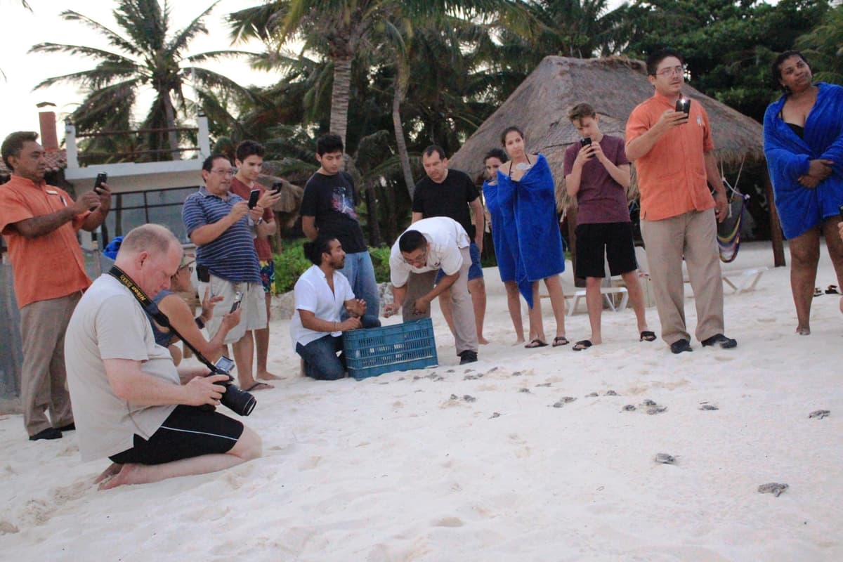 Liberan a tortuguitas en hotel de la Riviera Maya