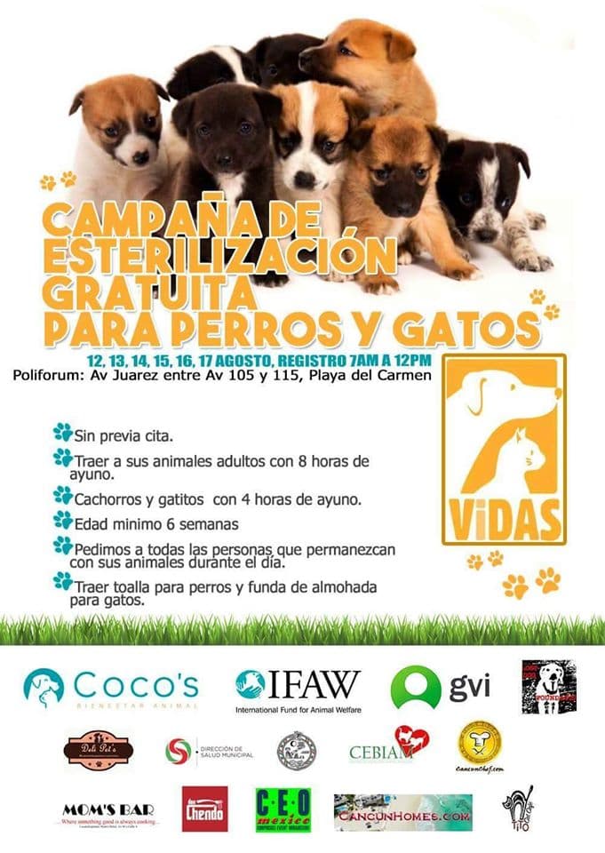 Campaña gratuita esterilizará a mil 400 mascotas