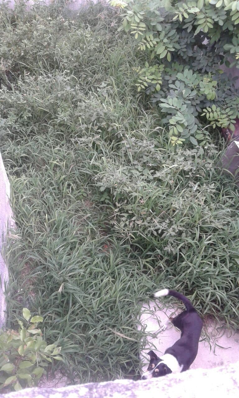 Acusan a Sayuri Cetina y a su esposo Daniel Lara, de maltrato animal