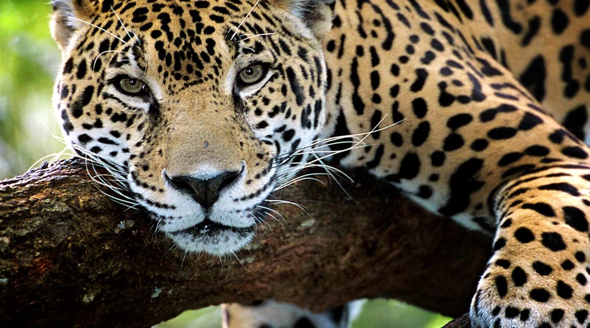 Anuncian Primer Congreso Mundial de Conservación del Jaguar