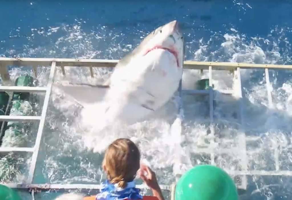 Investigan el incidente con  tiburón blanco