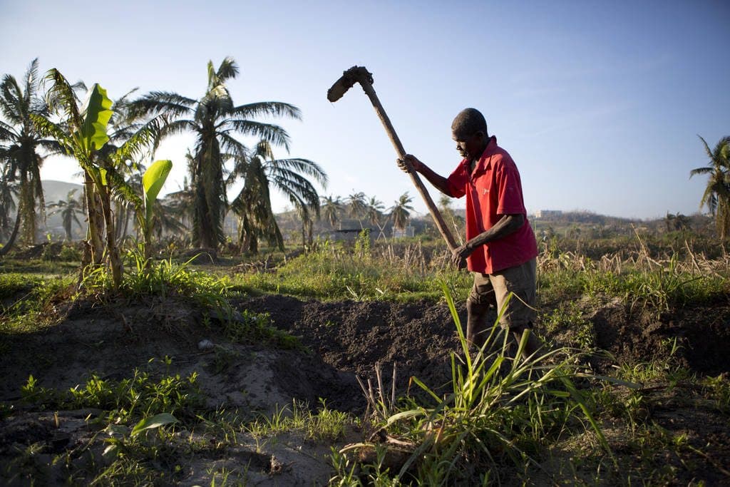 'Matthew' destruye agricultura de Haití - Quinta Fuerza